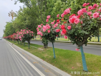 月季樹移栽別太深，該如何補(bǔ)救？