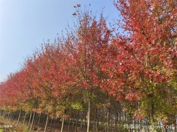 五角楓生長環(huán)境、種植技術(shù)與管理方法