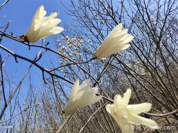 7種常見(jiàn)玉蘭花的分辨