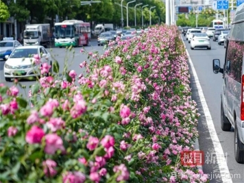 湖北武漢月季炸街，月季成道路顏值擔當