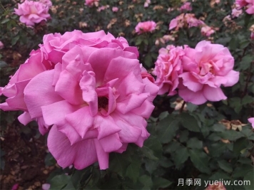 月季用藥指南，讓月季遠(yuǎn)離病蟲(chóng)害