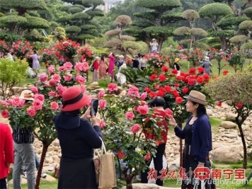 南寧南湖公園，2萬(wàn)株月季盛放的夢(mèng)幻花園