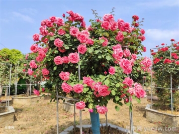 為什么別人的樹狀月季開了200-300朵花？