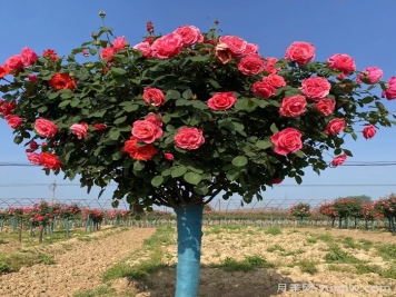 樹狀月季一年開幾次花？