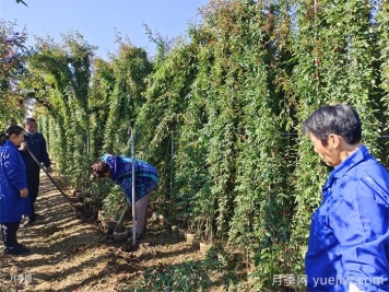 藤本月季生長速度快慢，該怎么辦？