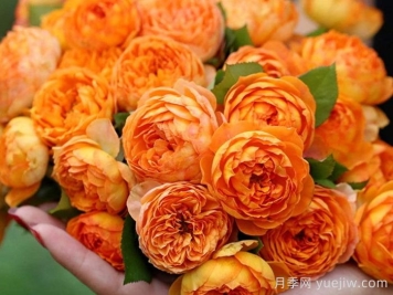蜂蜜焦糖月季有哪些優(yōu)缺點(diǎn)？