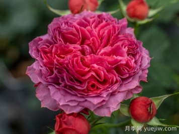 朱砂碗月季的優(yōu)缺點是什么？