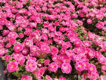 花苞透色和月季花期需要施肥嗎？