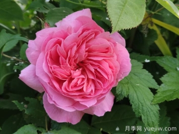 獅子慈善月季