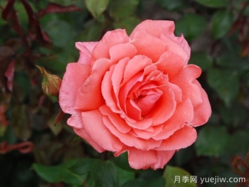 和聲月季/和諧/管弦樂隊