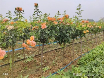 哪種樹狀月季開花多花期長？