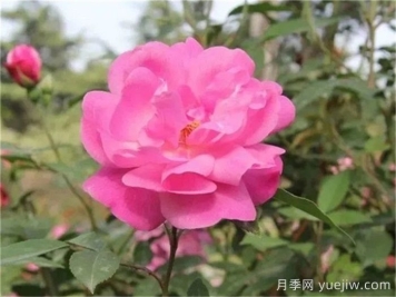 中國(guó)月季四大老種，你識(shí)得幾個(gè)？