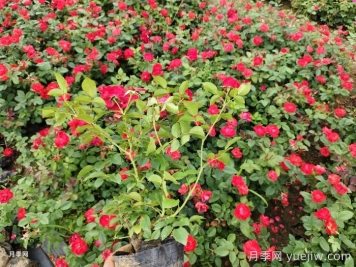 教你如何養(yǎng)好月季花？
