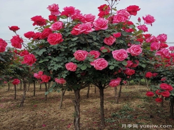 樹狀月季怎么養(yǎng)護(hù)?