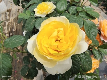 黃果汁月季/黃色果汁陽臺(tái)/檸檬果汁