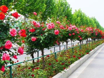 為什么城市建設(shè)鐘愛(ài)月季大道？