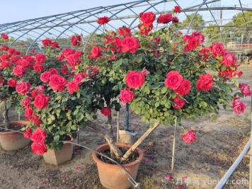盆景樹(shù)狀月季的養(yǎng)護(hù)管理辦法