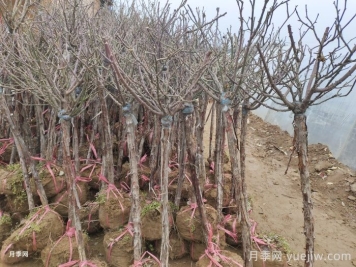 樹(shù)狀月季花能耐零下多少度低溫？