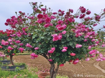 樹(shù)狀月季是喬木還是灌木？