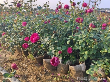 剛移栽的月季怎么澆水？