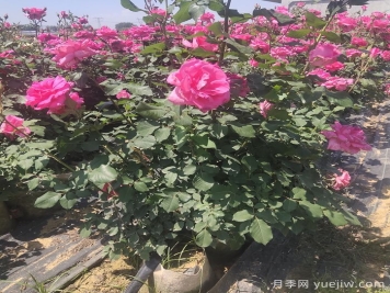 山東濰坊青州市的月季批發(fā)基地價(jià)格