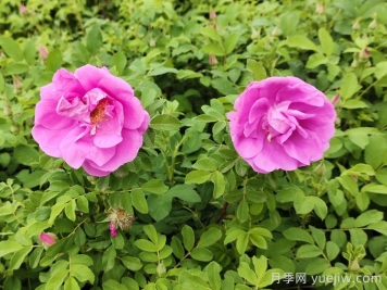 春天是否有四季玫瑰花？