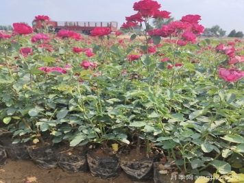 月季苗什么時候移栽好？夏天能買月季苗么？