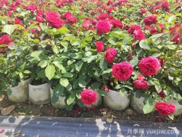 月季苗什么季節(jié)種植最好？春秋季種月季注意點(diǎn)