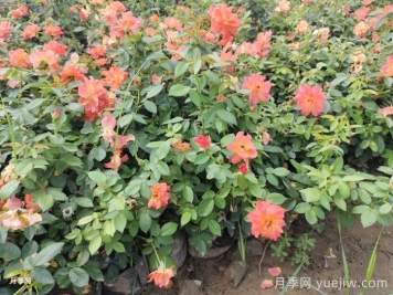 月季苗小不要緊，教你半年長成兩加侖開爆花