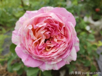 推薦6款條紋月季品種，別致美麗吸引眼球