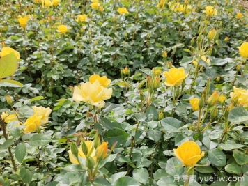 月季的花蕾不長是什么原因？