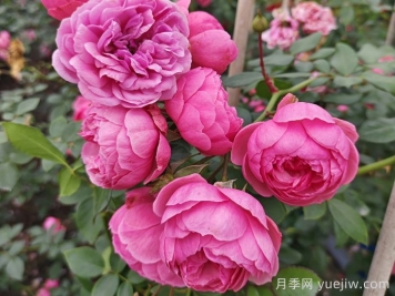 月季花頭上長(zhǎng)好多蟲要剪掉嗎？