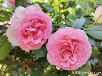 月季枯萎了還能活過來嗎？月季花垂頭了怎么補(bǔ)救？