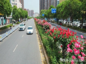 第三屆世界月季博覽會(huì)，南陽(yáng)寶藏月季花打卡點(diǎn)