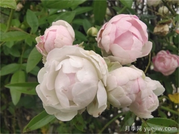 月季花長(zhǎng)蟲子可以撒石灰嗎？
