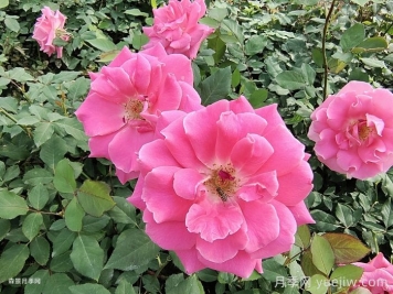 月季開花期，停肥是什么操作？