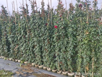 爬藤月季最佳保留到多高？