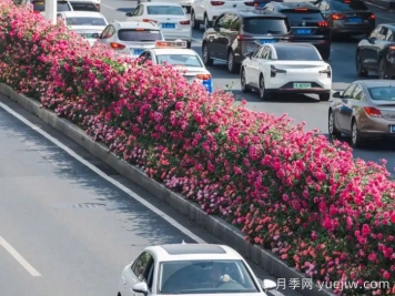 武漢月季全城開(kāi)，萬(wàn)一有人想在綠化帶辦婚禮呢？