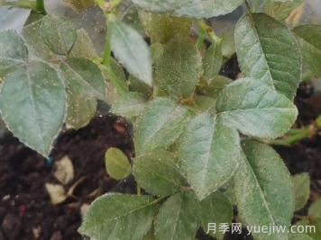 月季又有紅蜘蛛了，該怎么處理？