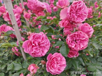 8種高顏值又好養(yǎng)的月季花，唯美驚艷