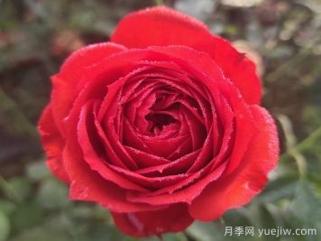 經(jīng)典中國(guó)紅！20種紅色月季推薦