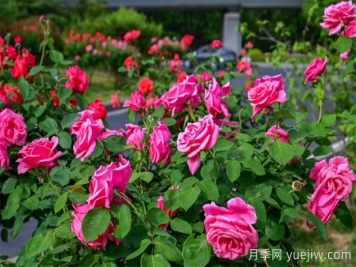 洛陽：月季花開香滿城，打卡地點(diǎn)送給你