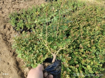 月季的生長周期：一年四季該如何管理？