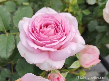 耐熱月季，天狼暑系列月季品種