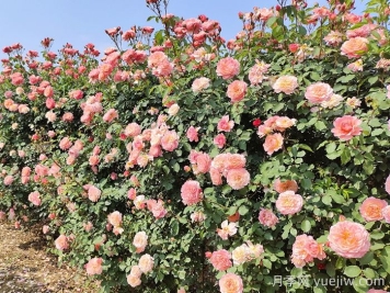 月季花枝垂頭打蔫，原來是莖蜂惹的禍