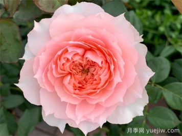 粉色月季哪些品種好看又耐開?