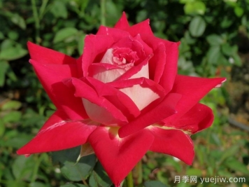 春季月季移栽，一定要檢查根部預(yù)防根腐病
