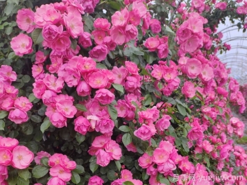 四季如春的花園，一定有棵四季藤本月季！