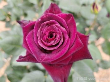 不同顏色月季花代表的含義？