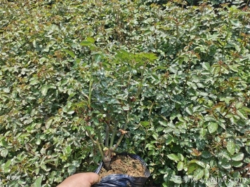月季小苗要剪掉花苞嗎？如何多分枝